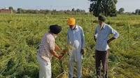 Heavy Rain Damages Crop : सांबा में आंधी और भारी बारिश के चलते चावल की फसल खराब !